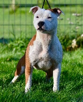 Étalon Staffordshire Bull Terrier - Red kippa cabana du clan ' Molotov