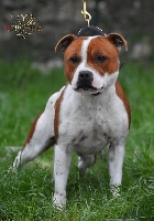 Étalon Staffordshire Bull Terrier - Phara lumière de-feu Sweet Dream Stafford