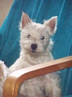 Étalon West Highland White Terrier - Retiens la nuit Du Clan Des Blue Moon
