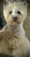 Étalon West Highland White Terrier - Lila white De La Douce Source