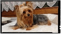 Étalon Yorkshire Terrier - Nelly du Domaine de Naugigoutte
