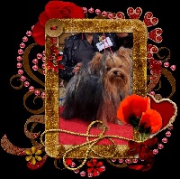 Étalon Yorkshire Terrier - Penelope du royaume d'Inès