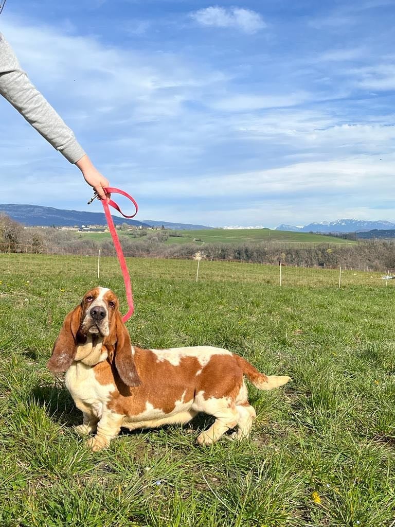 Les Basset Hound de l'affixe   Du Pont Pyrimont