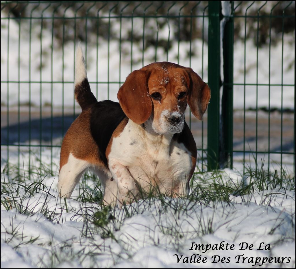 Les Beagle de l'affixe   Des Légendes De Chimera