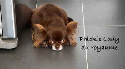 Étalon Chihuahua - Phlokie ladie Du Royaume D'odin
