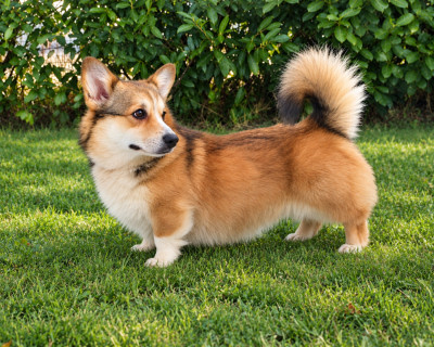 Étalon Welsh Corgi Pembroke - Popey du reve de le patte d'or
