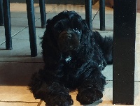 Étalon American Cocker Spaniel - Rolex du domaine de Std Gladyce