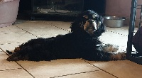 Étalon American Cocker Spaniel - Régina sophia du domaine de Std Gladyce
