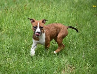 Étalon American Staffordshire Terrier - Lealta's Edition Party girl