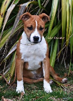 Étalon American Staffordshire Terrier - Lechis Royal distinction