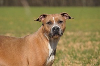 Étalon American Staffordshire Terrier - Priska the Forgiveness American Dog