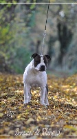 Étalon American Staffordshire Terrier - Original cosmic mystic du Domaine de Kheops