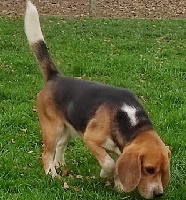 Étalon Beagle - Pessac Des brumes de maremne
