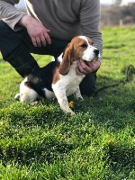 Étalon Beagle - Roquette De La Terrible Menée