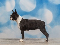 Étalon Boston Terrier - CH. Ch. liberty of true love (Sans Affixe)