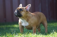 Étalon Bouledogue français - Naomi Du Jardin Des Guess