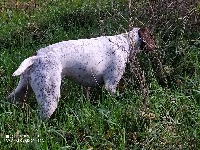 Étalon Braque français, type Pyrenees (petite taille) - TR. Orlane des tourbes de Jalagnat
