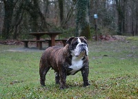 Étalon Bulldog Anglais - Edson Conqueror Origin legend