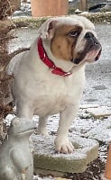 Étalon Bulldog Anglais - Prunella du Domaine de L'Empereur Aveugle