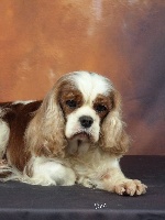 Étalon Cavalier King Charles Spaniel - Lucy in the sky Of woodville