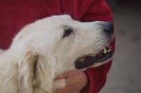 Étalon Chien de Montagne des Pyrenees - Lisey du val de montserrat