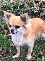 Étalon Chihuahua - Mademoiselle millie des Sources de l'Aube