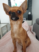 Étalon Chihuahua - O'emira Du Pays Des Cœurs Guimauves