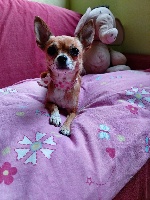 Étalon Chihuahua - Nala (Sans Affixe)