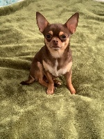 Étalon Chihuahua - Paquito vom der Glucken