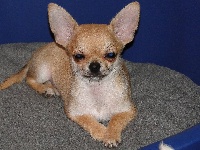 Étalon Chihuahua - Petit lou (Sans Affixe)