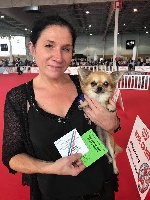 Étalon Chihuahua - Mama mya De L'isle Au Vert Coteau