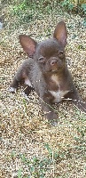 Étalon Chihuahua - Pepita des Princes de la foret noire