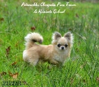 Étalon Chihuahua - Petrouchka choupetta tresor De Maniorte Gabriel