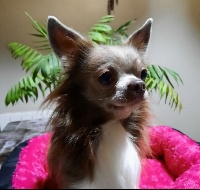 Étalon Chihuahua - Ottawa Des Petites Perles Enchantées