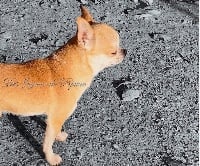 Étalon Chihuahua - Niki de la Vallée des Aymaras