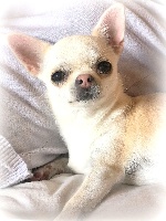 Étalon Chihuahua - Papaye De La Baronnerie Des Cuillerdier