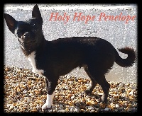 Étalon Chihuahua - holy hope Penelope