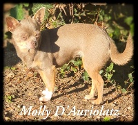Étalon Chihuahua - Molly D'auriolatz