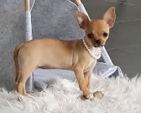 Étalon Chihuahua - Rosie Du Domaine Angel Stars