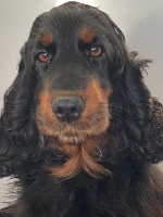 Étalon Cocker Spaniel Anglais - Nirvana du bois de vayernaude