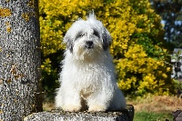 Étalon Coton de Tulear - Papaye du moulin de Caveaumont