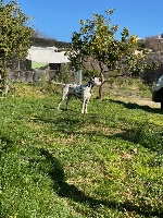 Étalon Dalmatien - les chiens de florence Priva