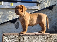 Étalon Dogue de Bordeaux - R'alba De L'Elite Royal Dog