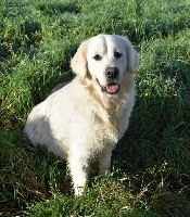 Étalon Golden Retriever - arilis line Glamoure girl