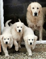 Étalon Golden Retriever - Listen to your heart des Anges de la Claie