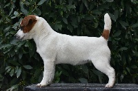 Étalon Jack Russell Terrier - Real world edition Du Mas Ensoleillé