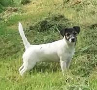 Étalon Jack Russell Terrier - Pin-up Catching Spots
