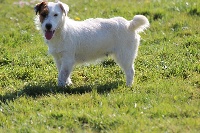Étalon Jack Russell Terrier - Percy des Diamants Verts