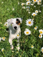 Étalon Jack Russell Terrier - Neym De L'arche De Chambord