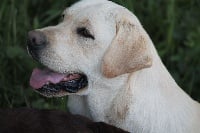 Étalon Labrador Retriever - Oscar du Labramour d'Othys
